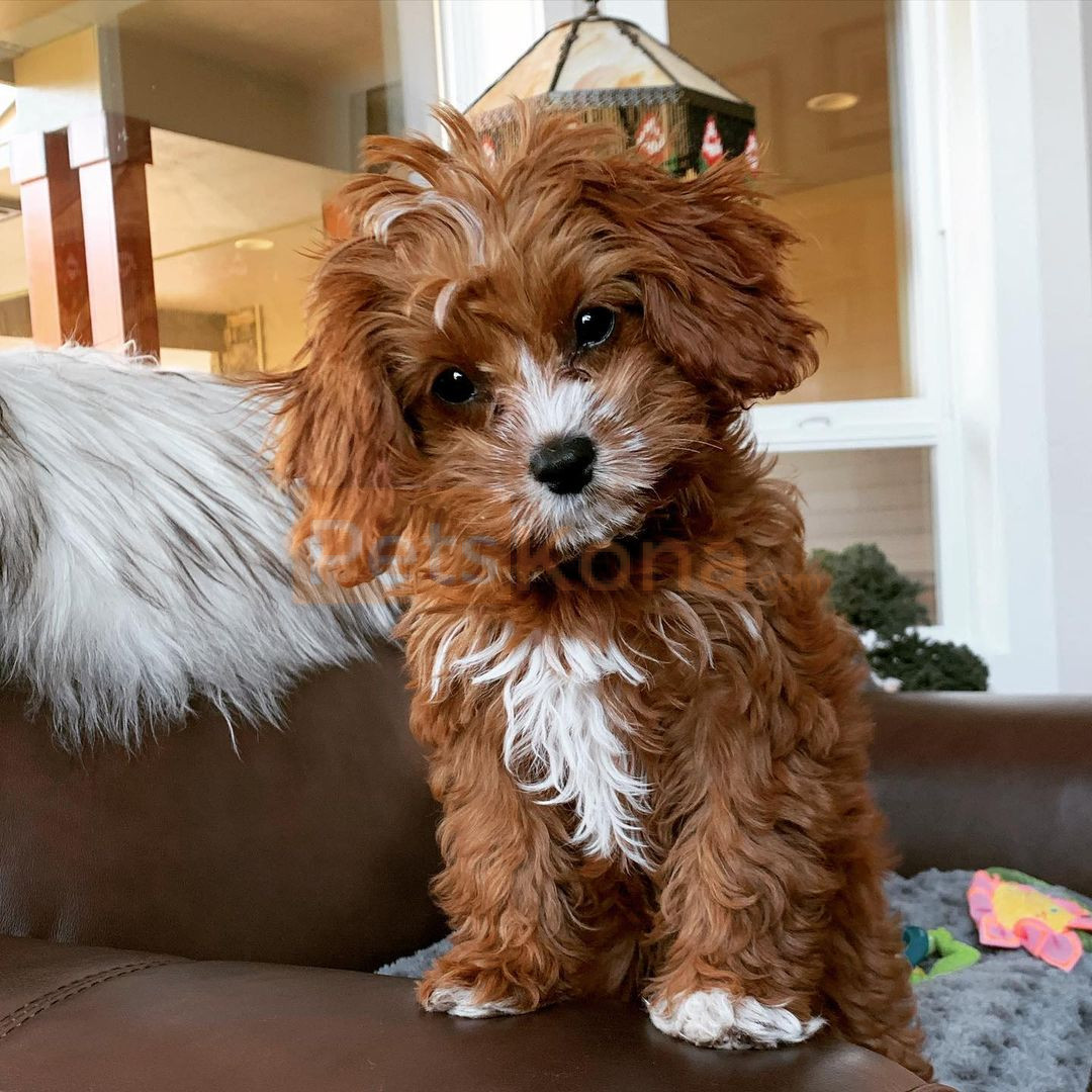 are cavapoos akc registered